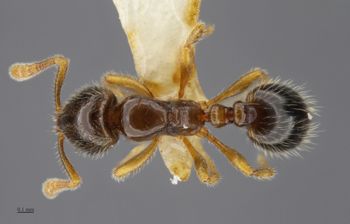 Media type: image;   Entomology 517080